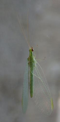 Chrysoperla sp.